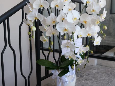 5 Stem Orchid Vase on Sale