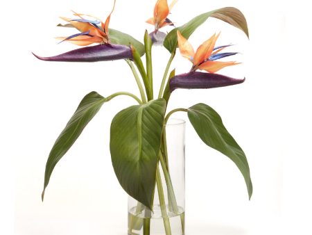 Birds-of-Paradise in Vase, Medium Hot on Sale