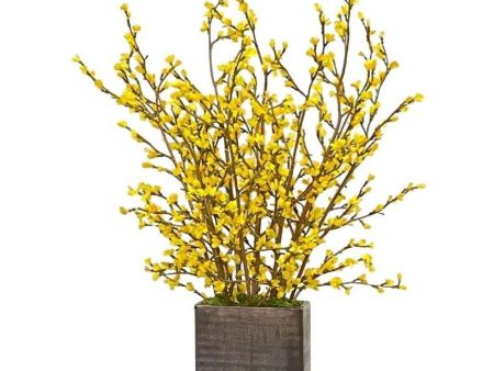 Forsythia in Vase Sale