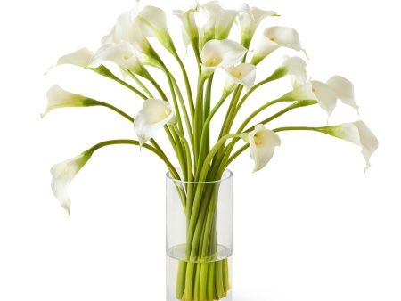 Carmel Calla Lily Online now