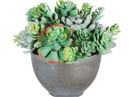 Mixed Succulents in Bowl on Sale